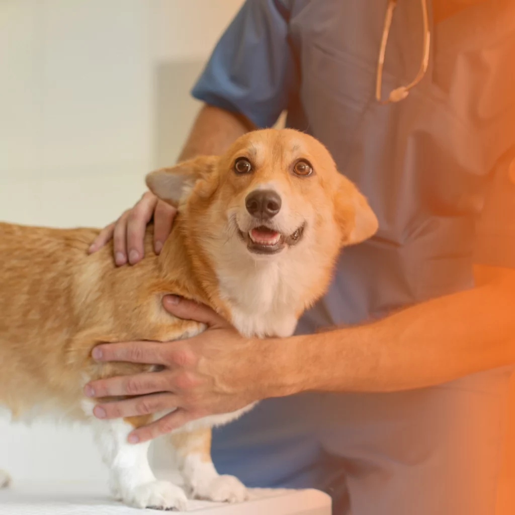 cachorro todo ano