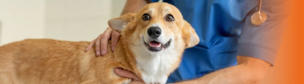 cachorro todo ano