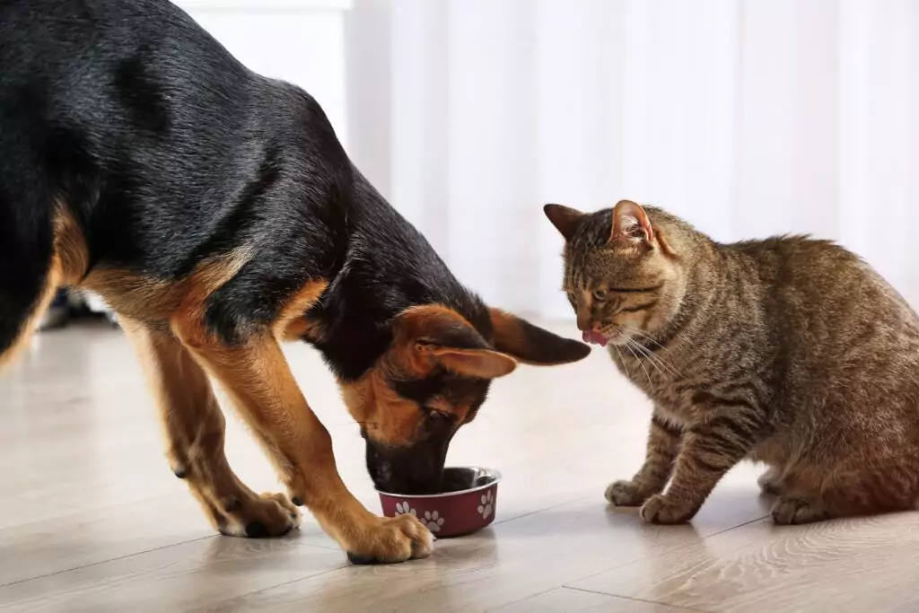 Cão e gato comendo ração