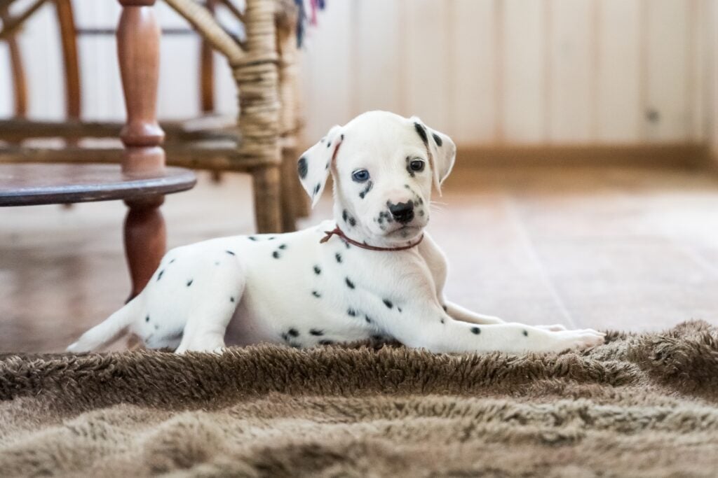Filhote de dalmata deitado no tapeta de sala