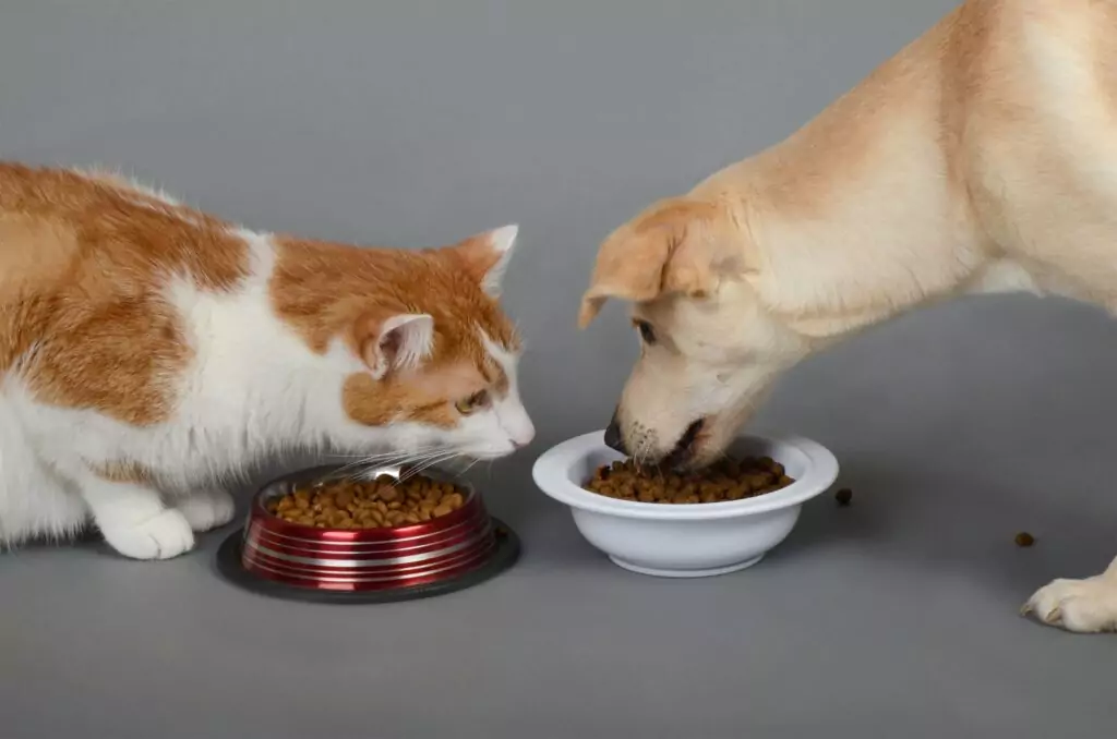Gato e cão comendo ração