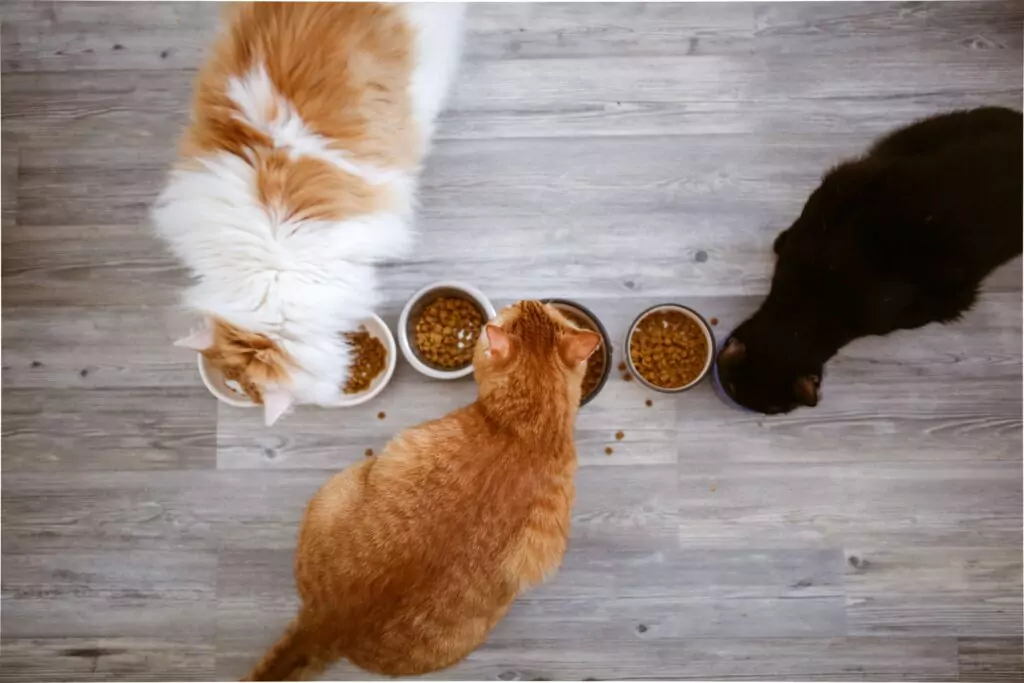 Gatos comendo ração em diferentes potes