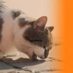 Bola de pelo em gatos: como prevenir e tratar esse problema