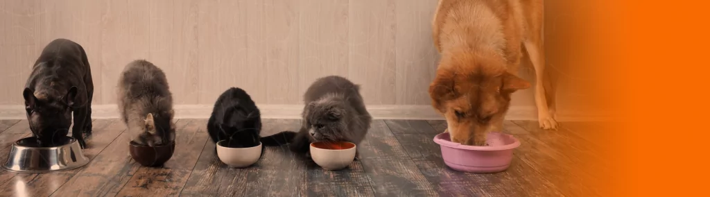 Cães e gatos comendo suas rações e seus respectivos potes
