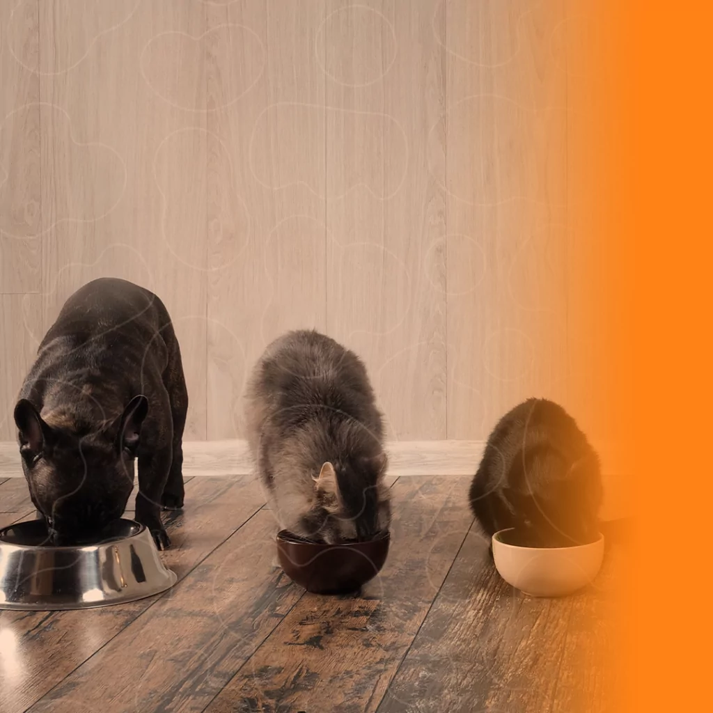Cães e gatos comendo suas rações e seus respectivos potes