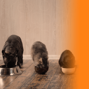 Cães e gatos comendo suas rações e seus respectivos potes