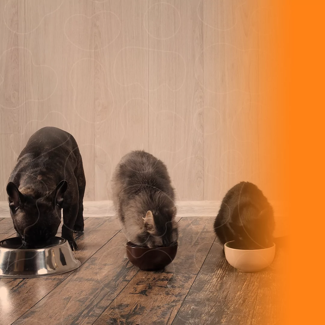 Cães e gatos comendo suas rações e seus respectivos potes