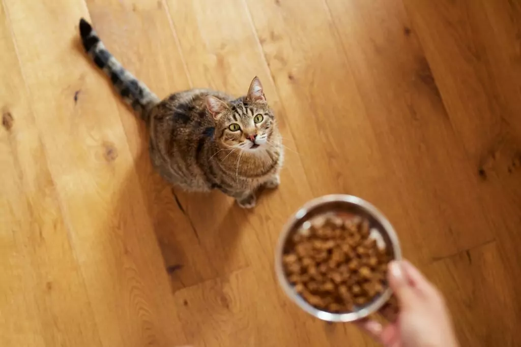 Tutor indo dar ração para gato