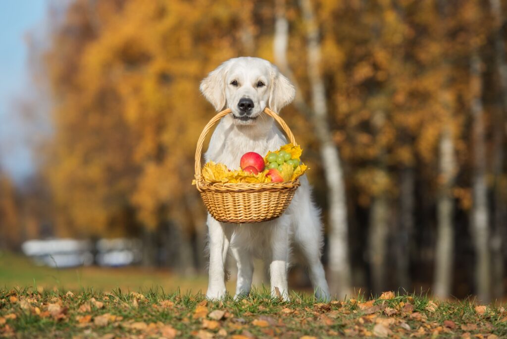 Cão segurando cesta de fruta