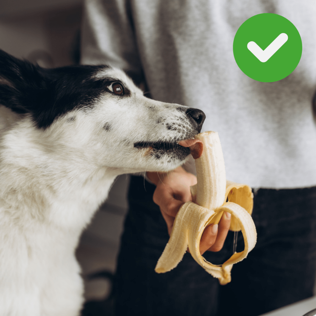 Cão comendo banana