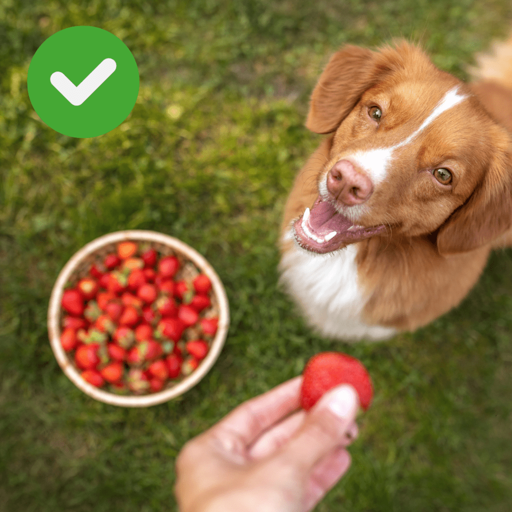 Tutor oferecendo morango ao cão