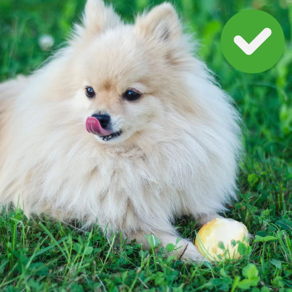 Cão comendo pera deitado na grama