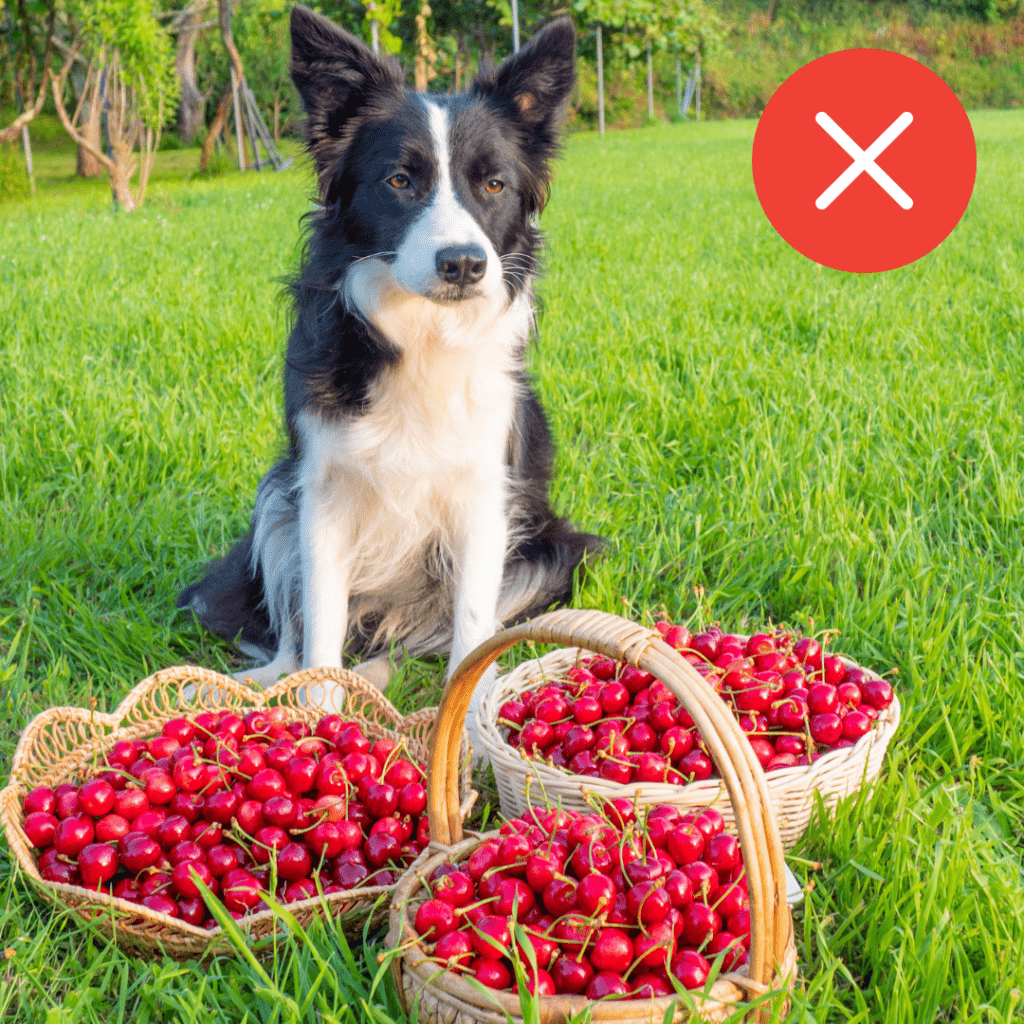 Cão com cestas de cerejas na sua frente