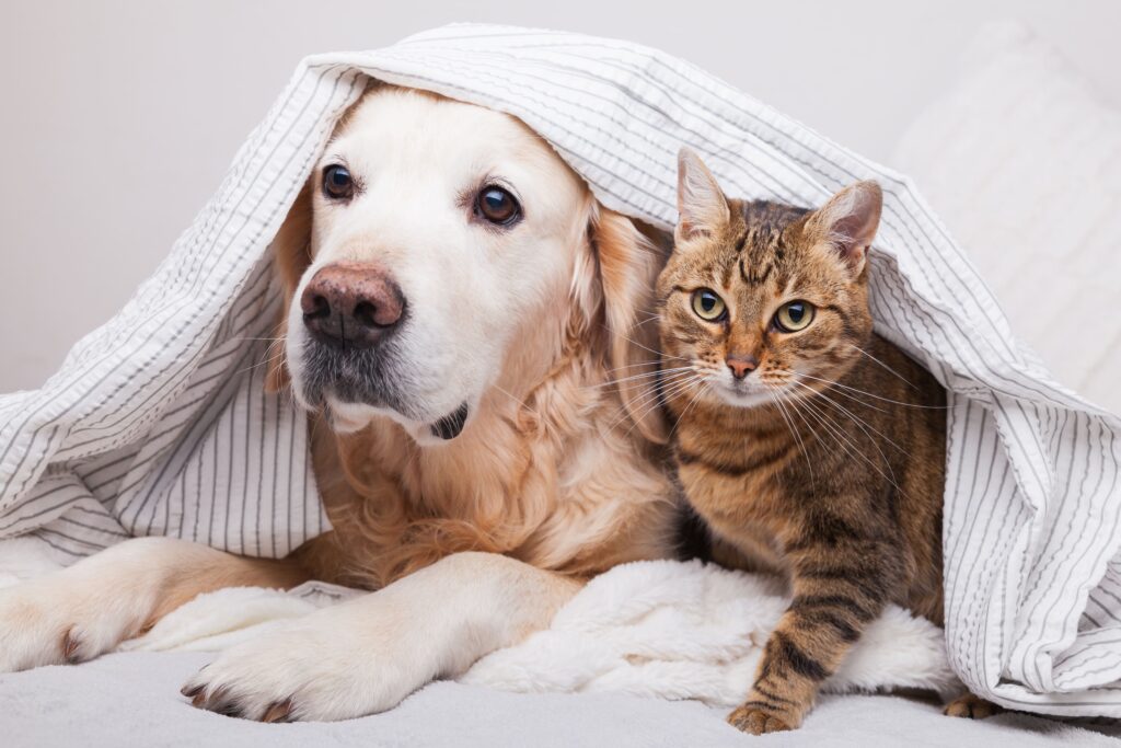 Cão e gato cobertos