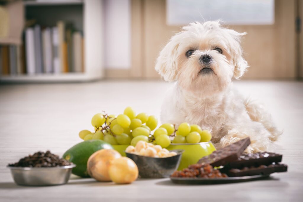Cão com frutas em sua frente