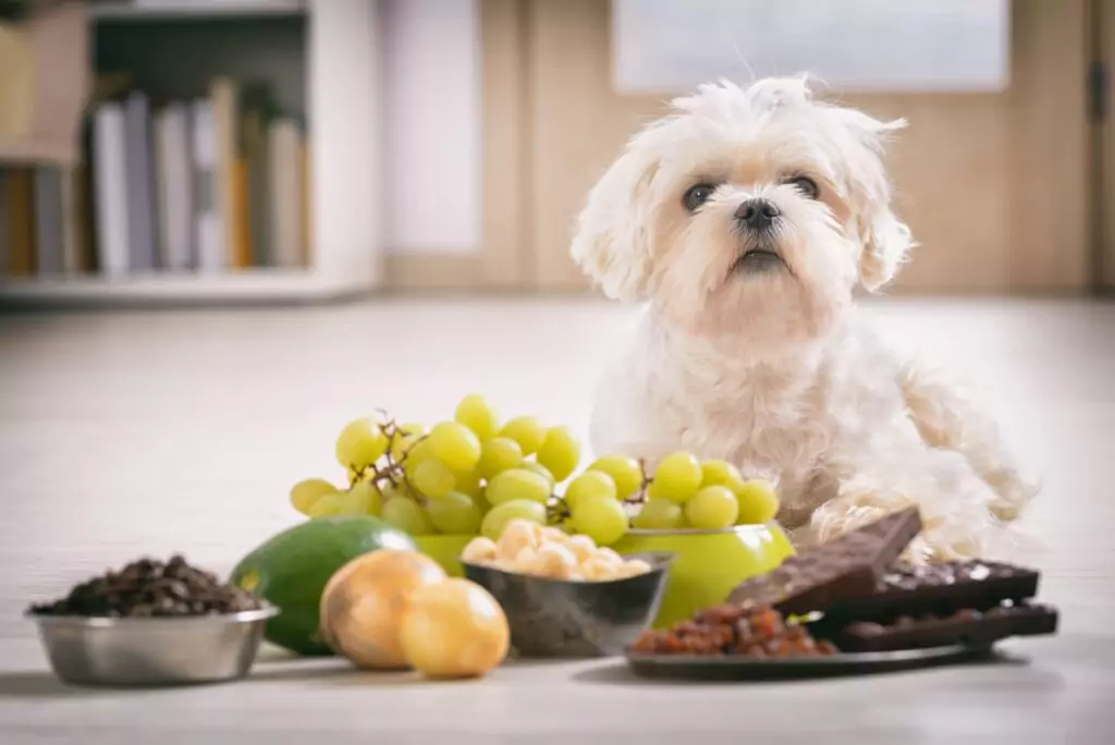 Cão com frutas em sua frente