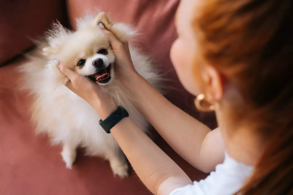 Tutora fazendo carinho em Lulu-da-Pomerânia