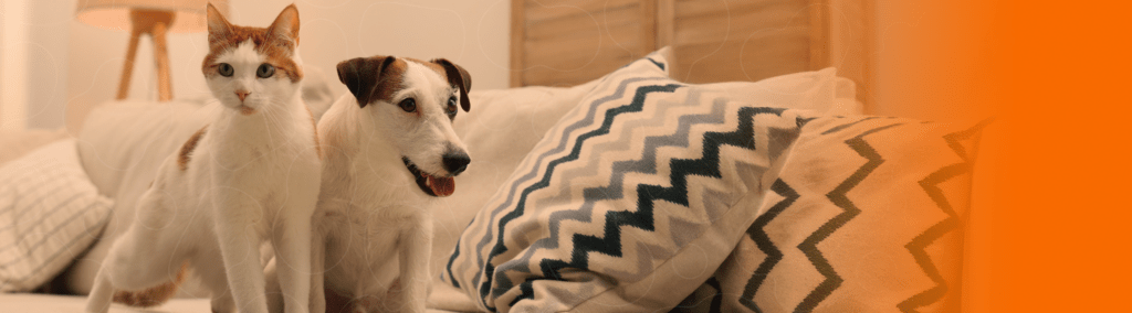 Gato e cachorro juntos em cima de um sofá