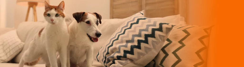 Gato e cachorro juntos em cima de um sofá