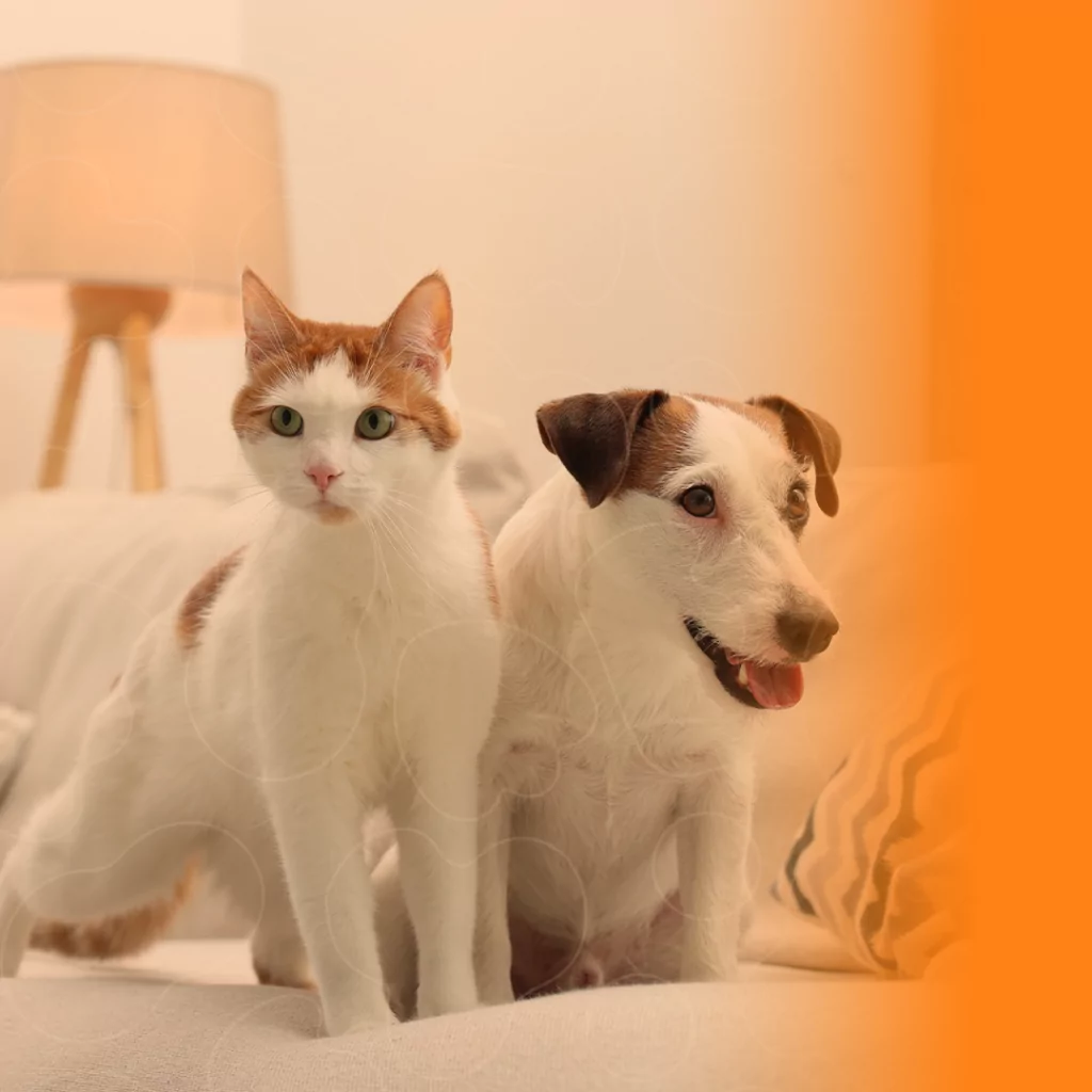 Gato e cachorro juntos em cima de um sofá
