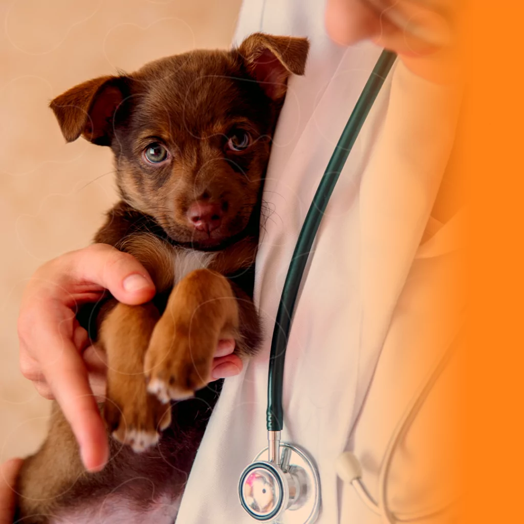 Cadela no colo de médica-veterinária