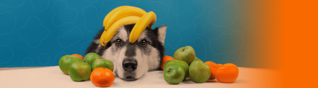 Cão com frutas ao seu redor