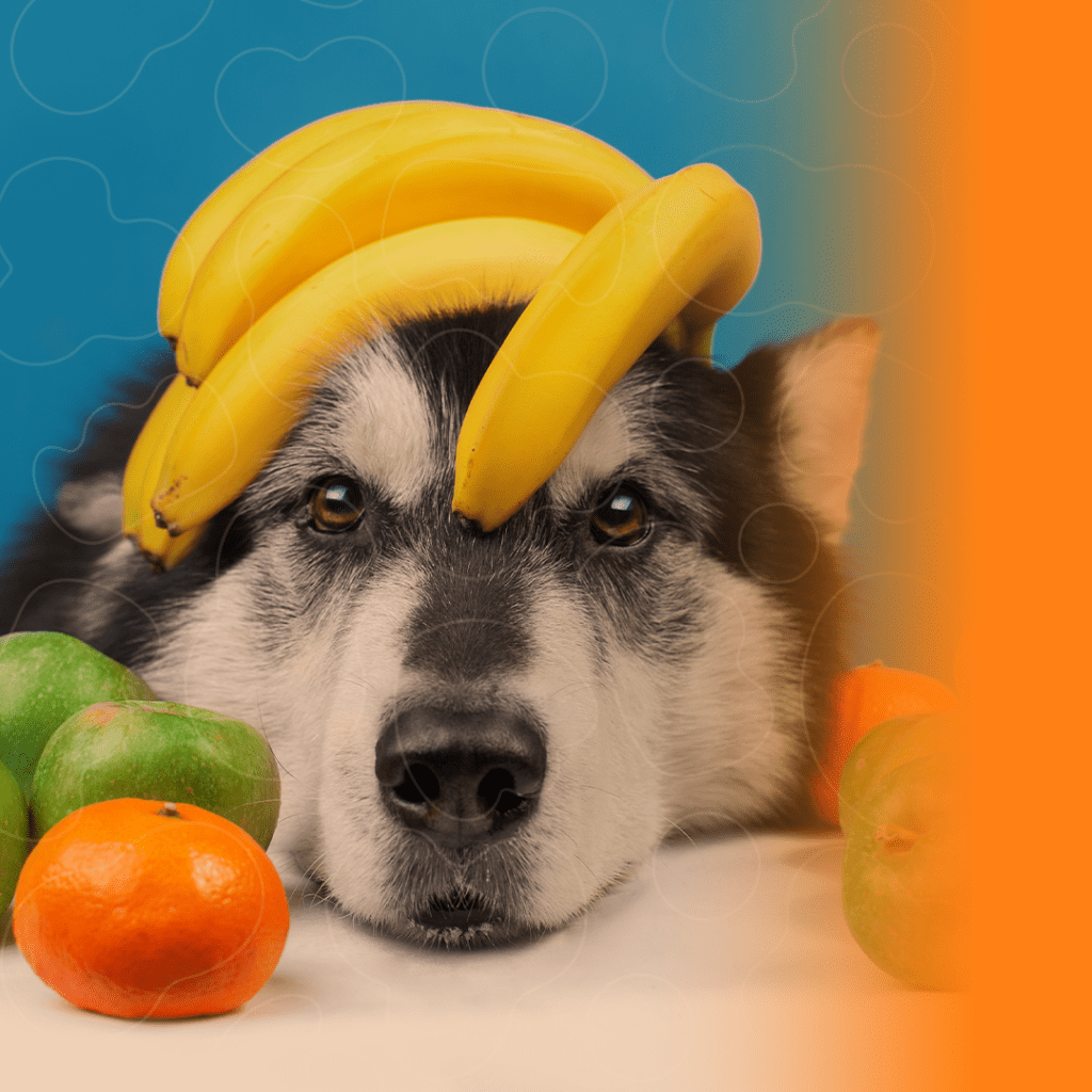 Cão com frutas ao seu redor