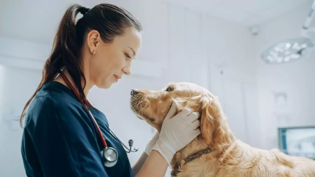 Médica-veterinária olhando para cão