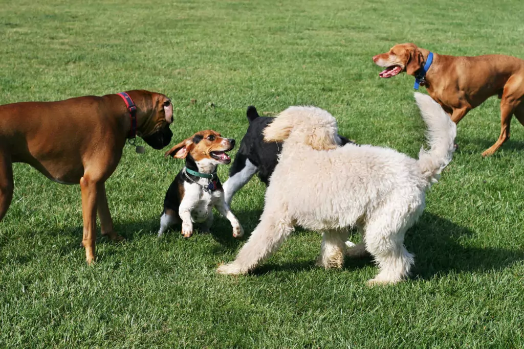 Cães brincando na grama