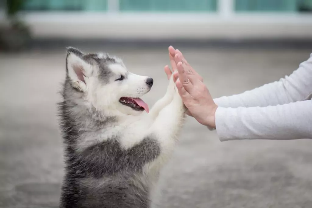 Cão brincando com seu tutor