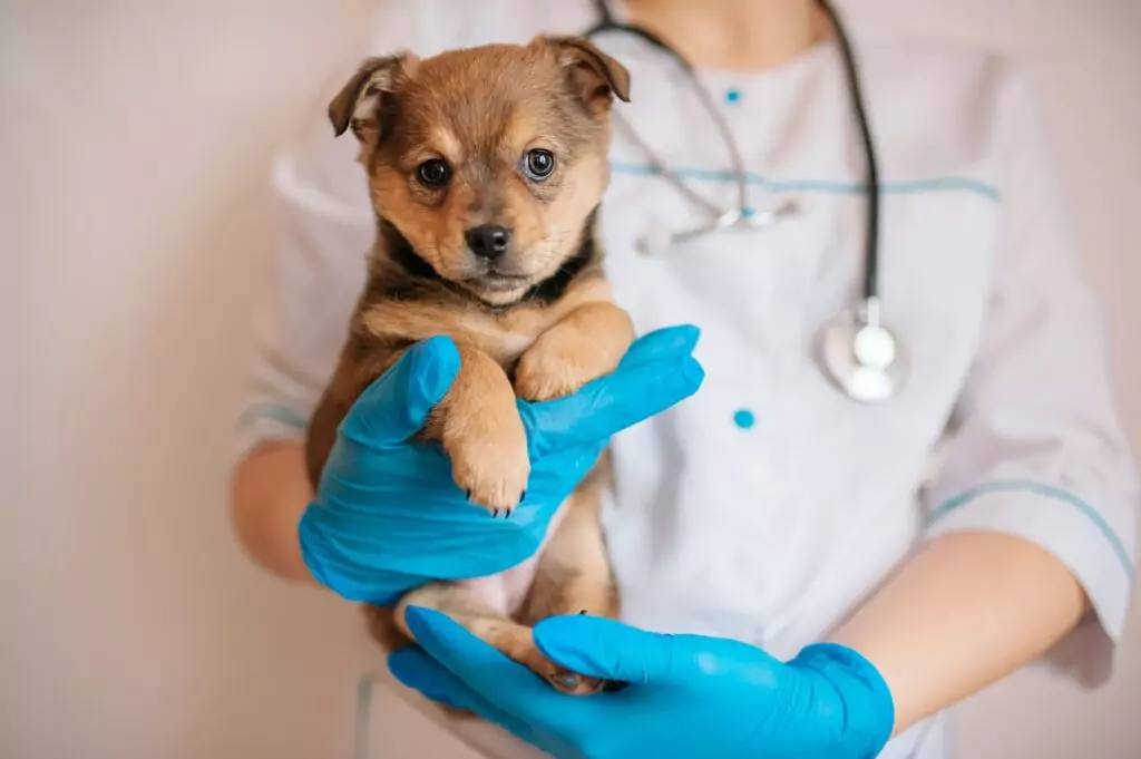Veterinário segurando filhote