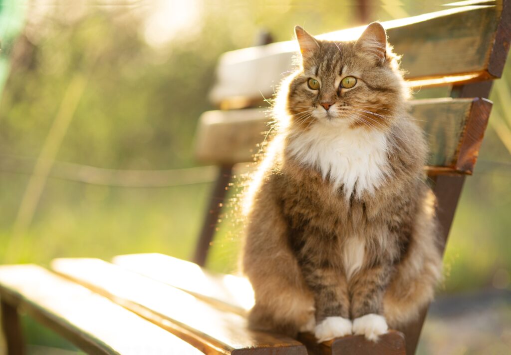 Gato sentado em banco do parque