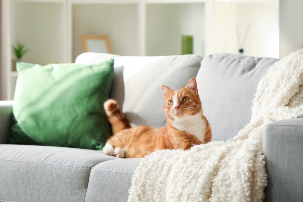 Gato deitado no sofá de casa