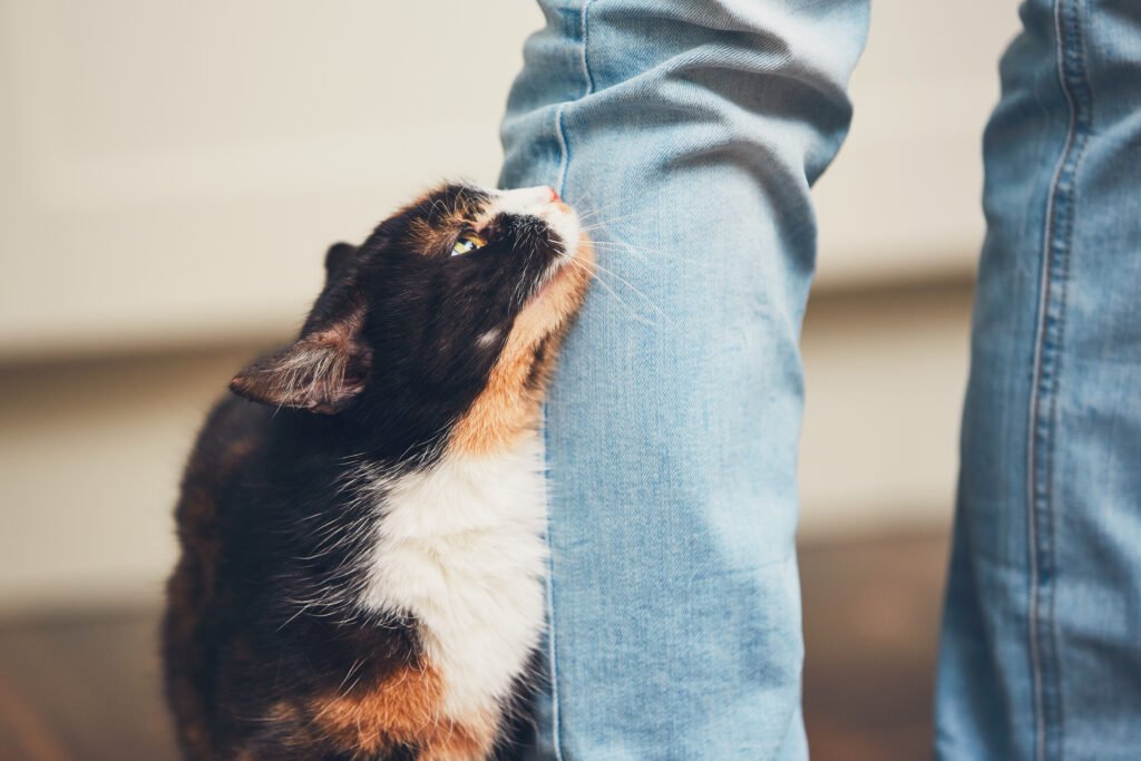 Gato encostando na perna de tutor