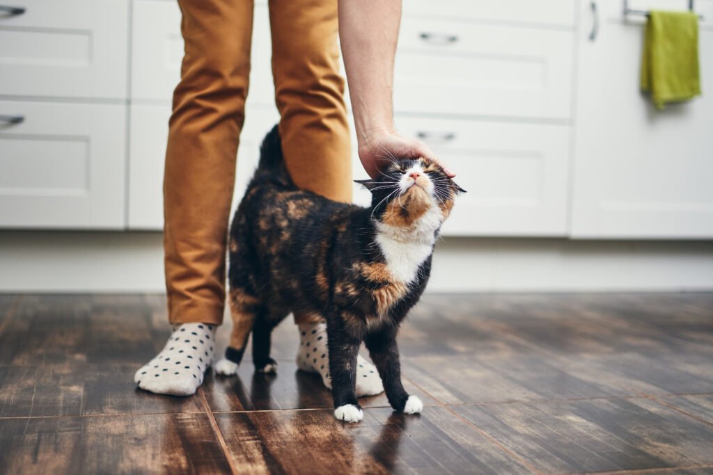 Gato recebendo carinho de tutora