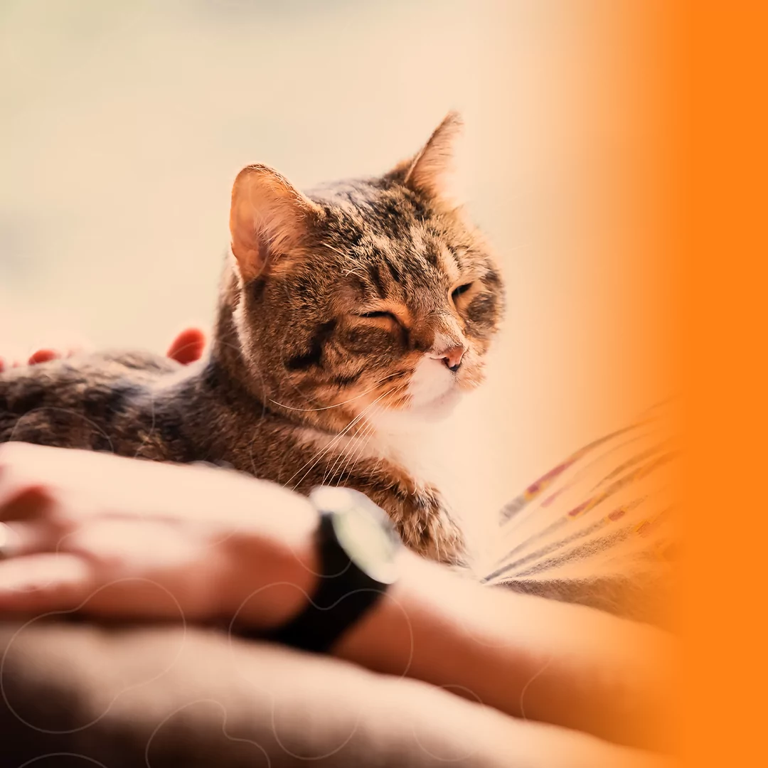 Gato deitado no colo junto com tutor