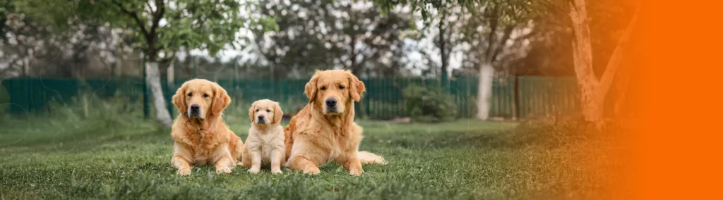 Três cães Golden de diferentes idades e tamanhos