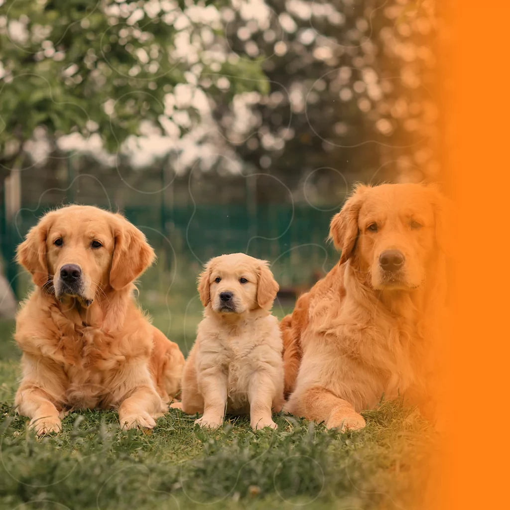 Três cães Golden de diferentes idades e tamanhos