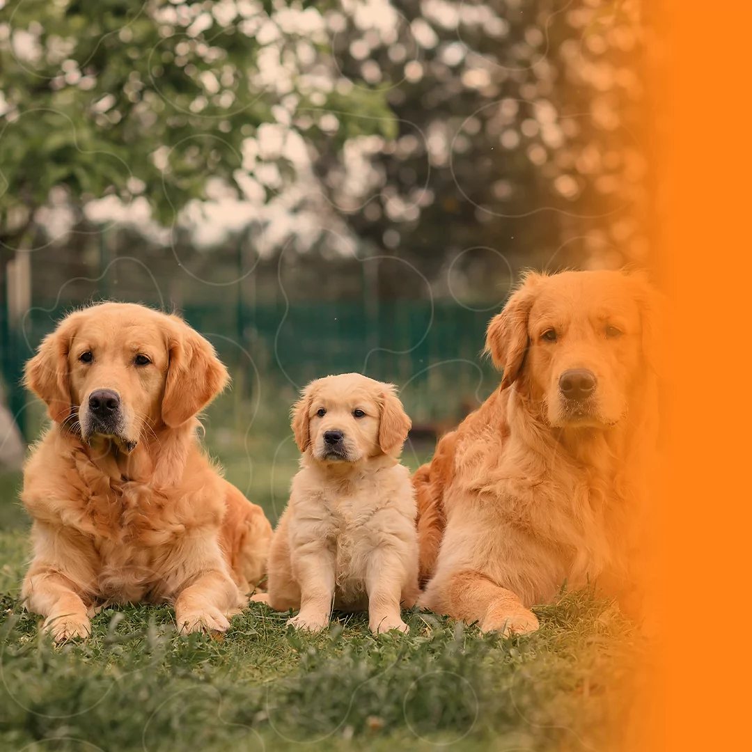 Três cães Golden de diferentes idades e tamanhos