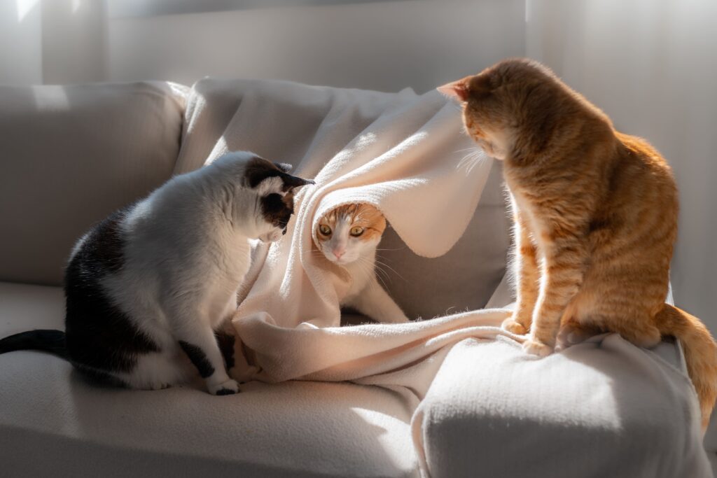 Três gatos no sofá