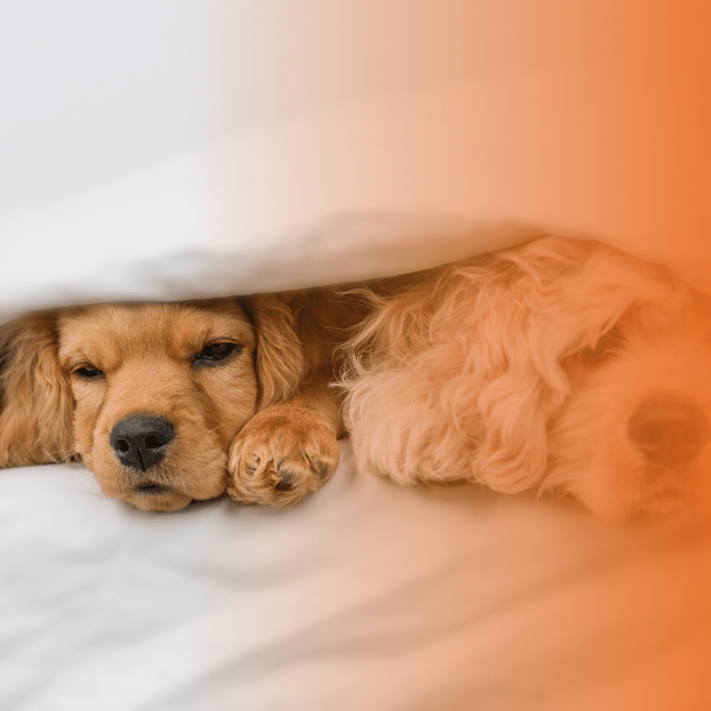 gripe canina