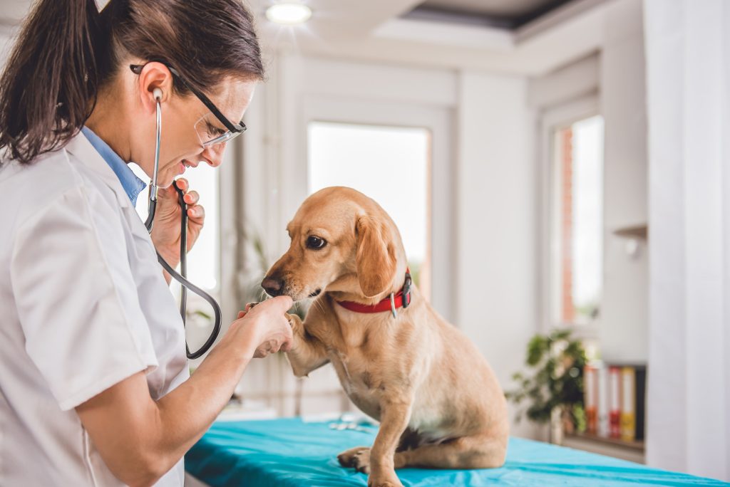 Veterinária analisando cadela no consultório