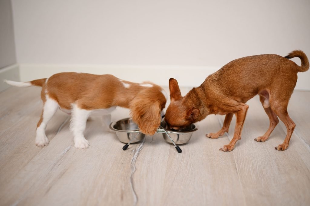 Dois cachorros comendo no mesmo pote de comida