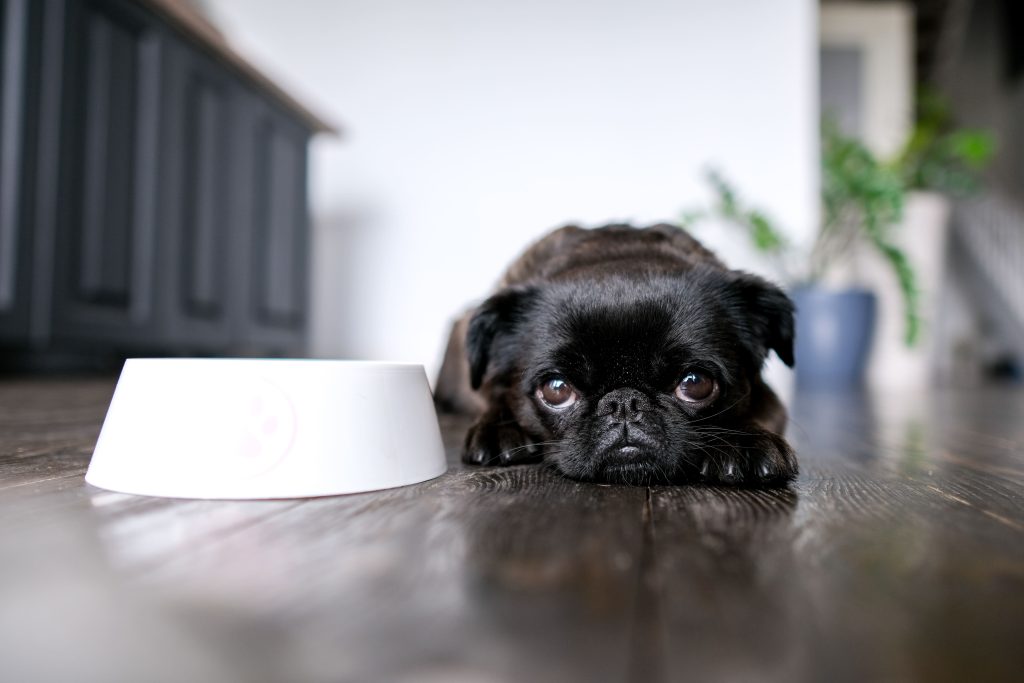 Cão triste deitado no chão ao lado de sua tigela