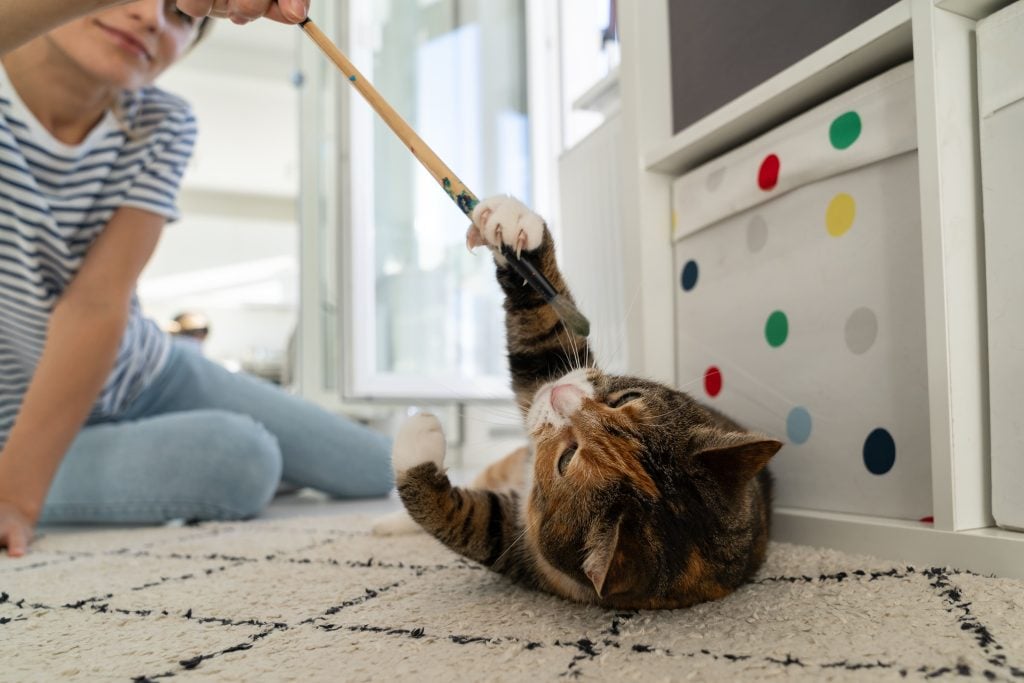 Gato brincando com tutor