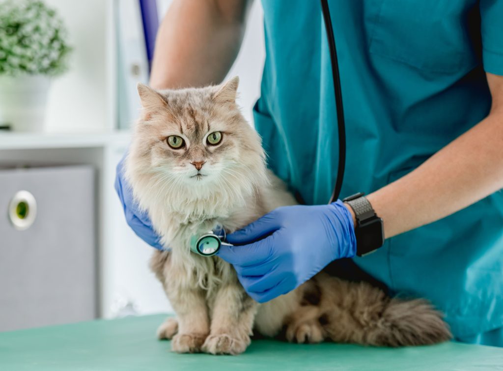 Gato sendo examinado por veterinário