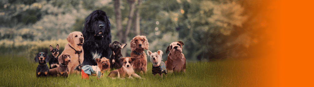 Raças de cachorros no campo