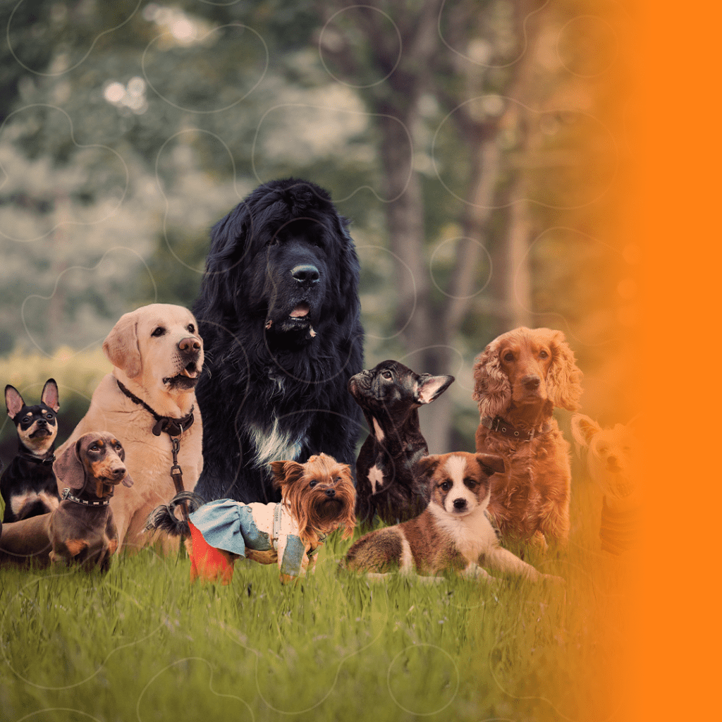 Raças de cachorros no campo