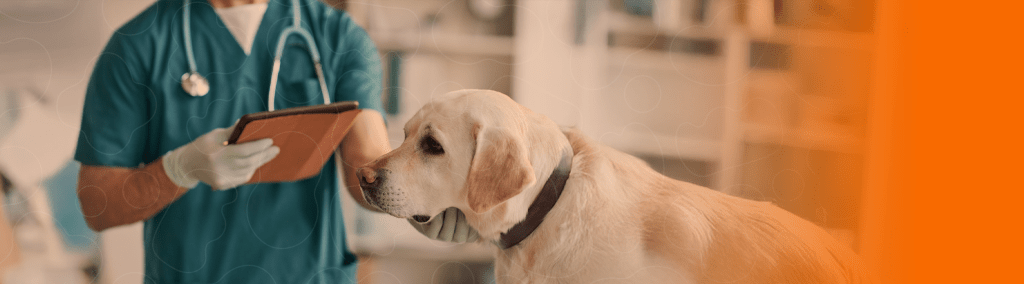 Veterinário examinando labrador