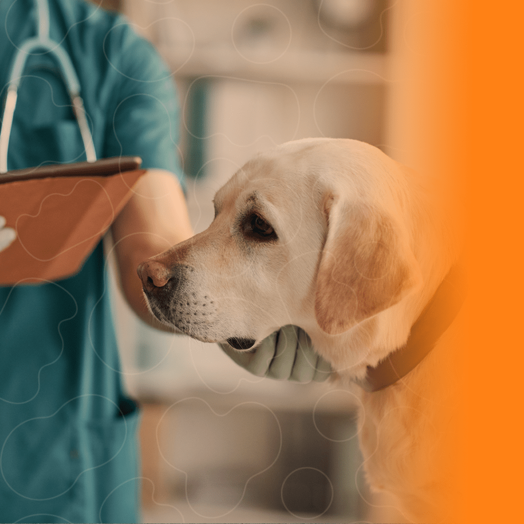 Veterinário examinando labrador